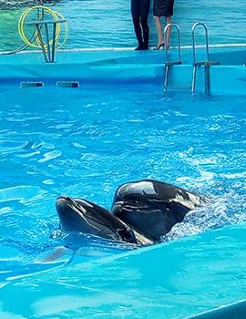Бердянск дельфинарий фото